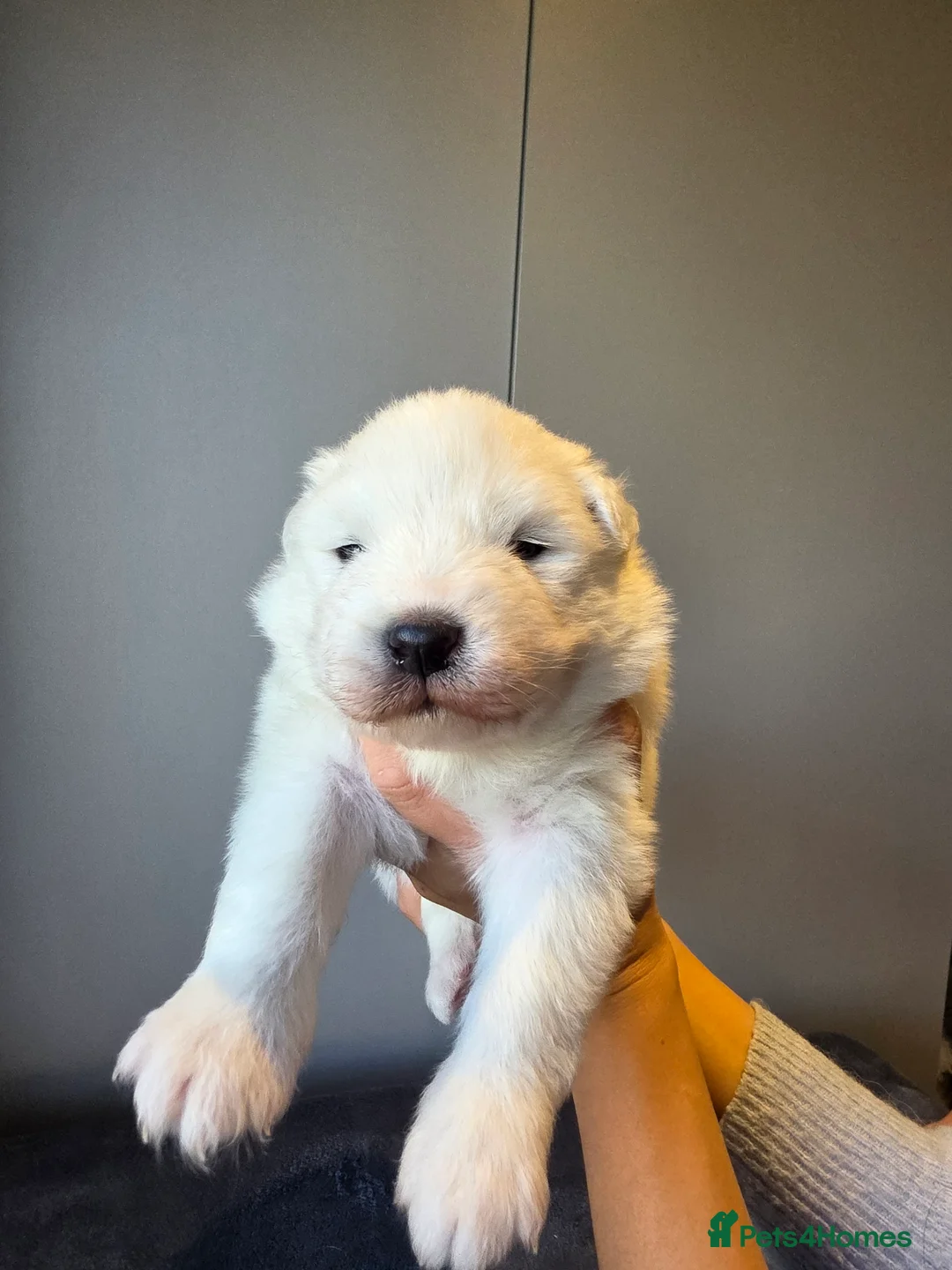 Samoyed dogs for sale: RKC Samoyed Puppies – Champion Bloodlines - Advert 9