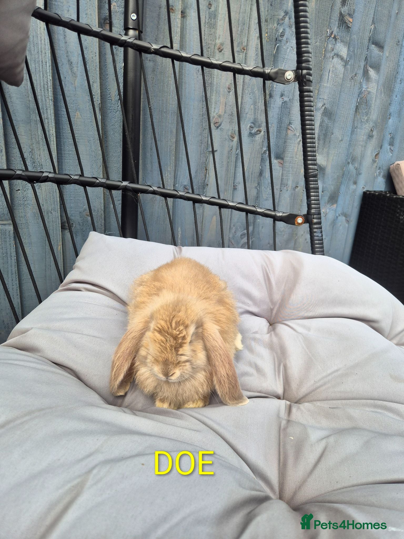 French Lop rabbits Beautiful baby french lops  - Advert 2