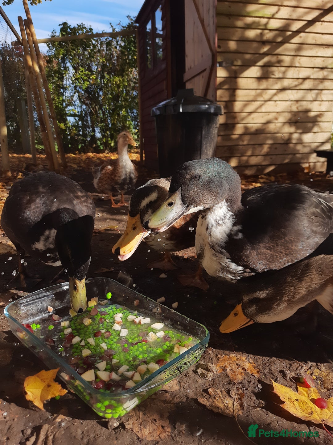 Ducks poultry for sale: Two beautiful Drakes looking for a friendly flock - Advert 2