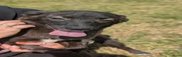 Mixed Breed dogs for adoption: Pink for adoption in Bedford - Advert 4