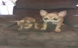 Mixed Breed dogs for sale: French bulldog X - Image 6
