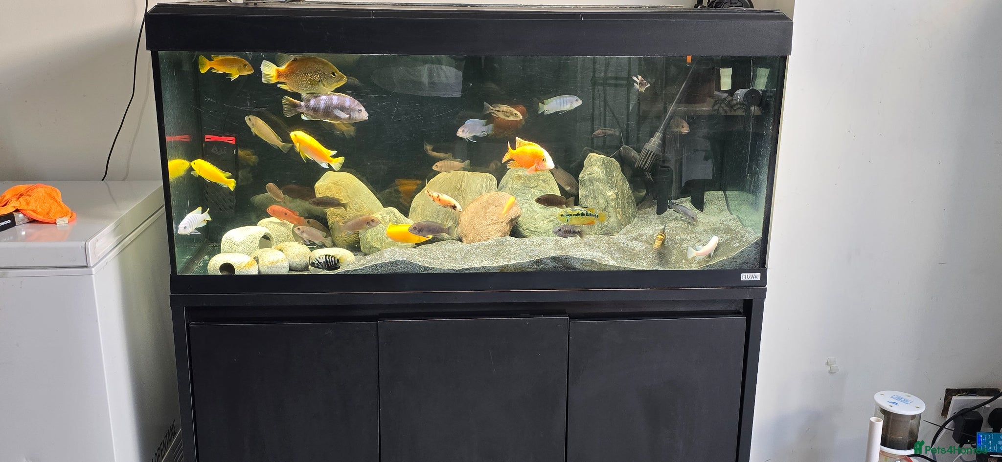 Cichlids fish FULLY STOCKED CICHLID TANK  - Advert 1