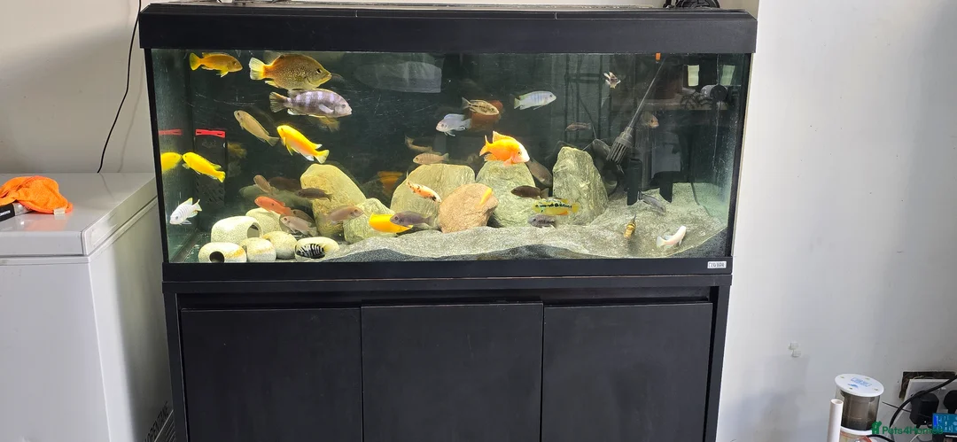 Cichlids fish for sale: FULLY STOCKED CICHLID TANK  - Advert 2