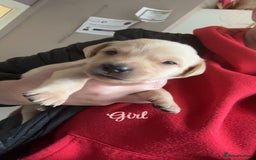 Labrador Retriever dogs for sale: Kc Labrador Puppies - Advert 6