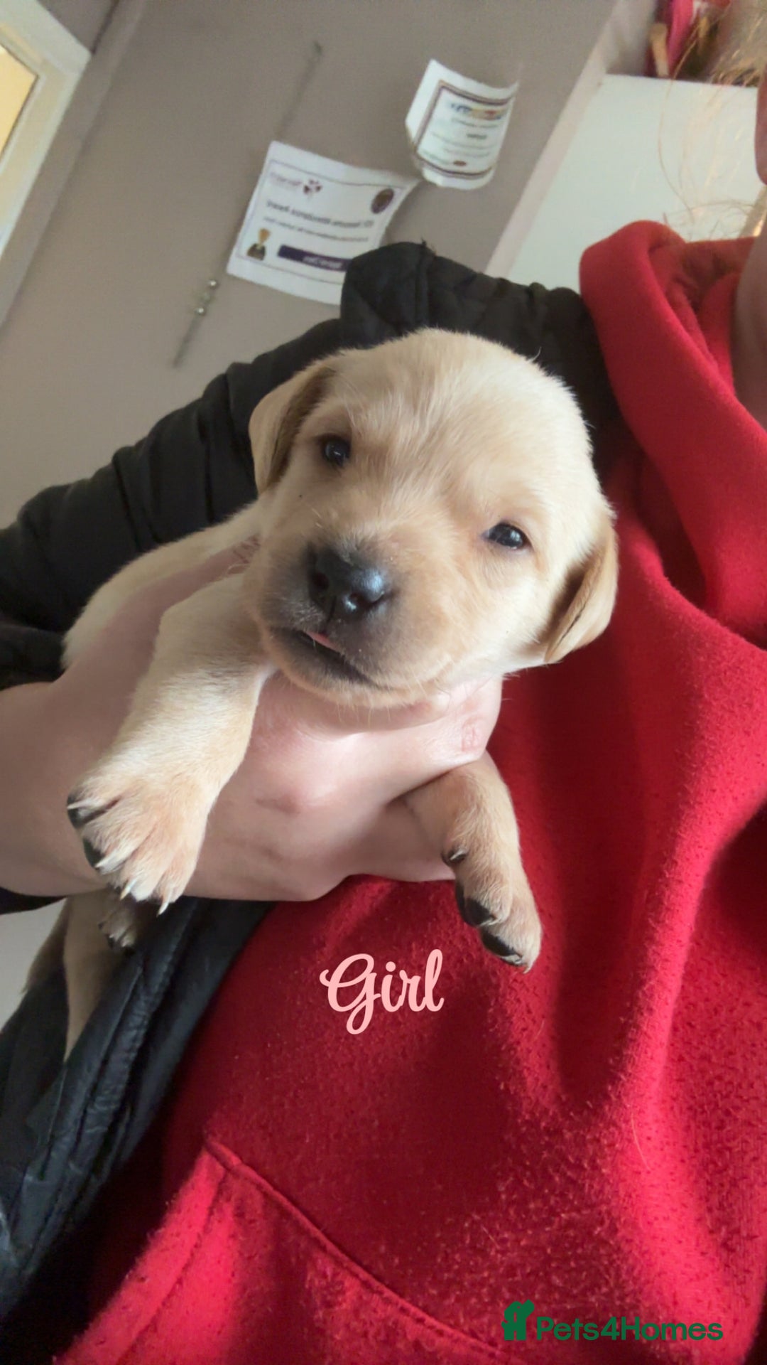 Labrador Retriever dogs for sale: Kc Labrador Puppies - Advert 6
