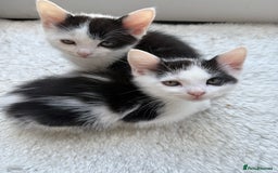 Ragdoll cats for sale: Male kittens  - Image 2