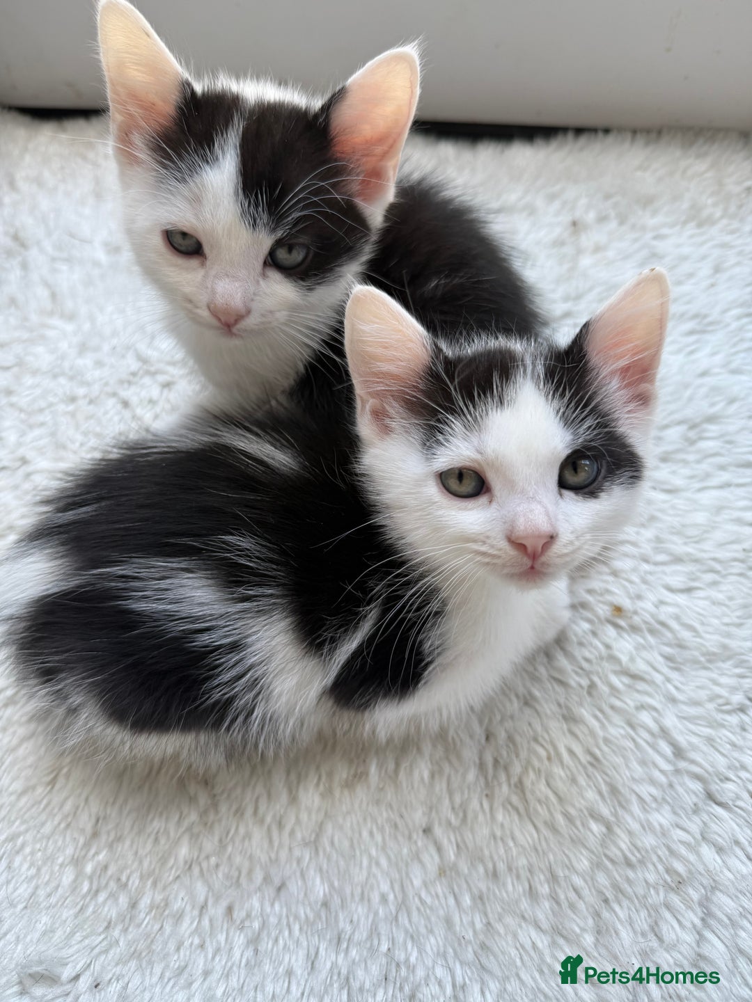 Ragdoll cats for sale: Male kittens  - Image 2