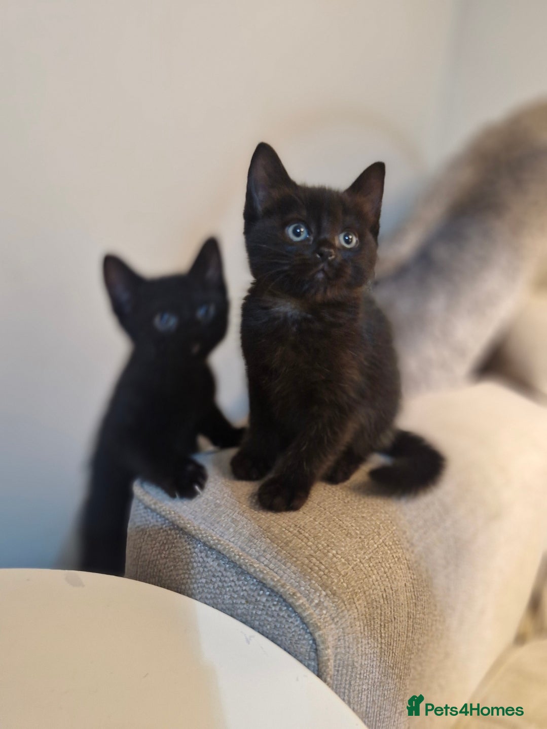 Burmese cats Burmese x Russian blue - Advert 10