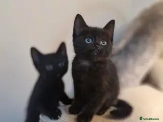 Burmese cats Burmese x Russian blue - Advert 10