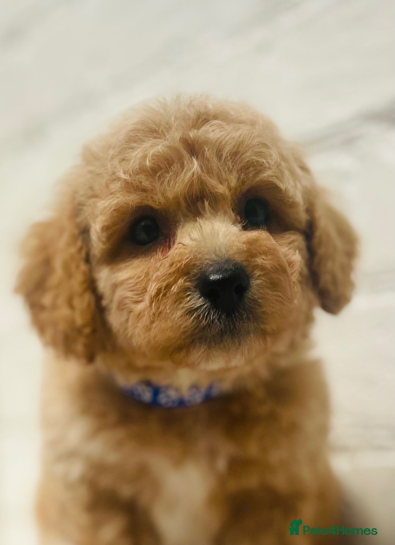 Cavapoochon dogs Exceptional Extensively health tested cavapoochon - Advert 1