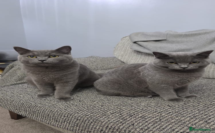 British Shorthair cats British short hair  - Advert 1