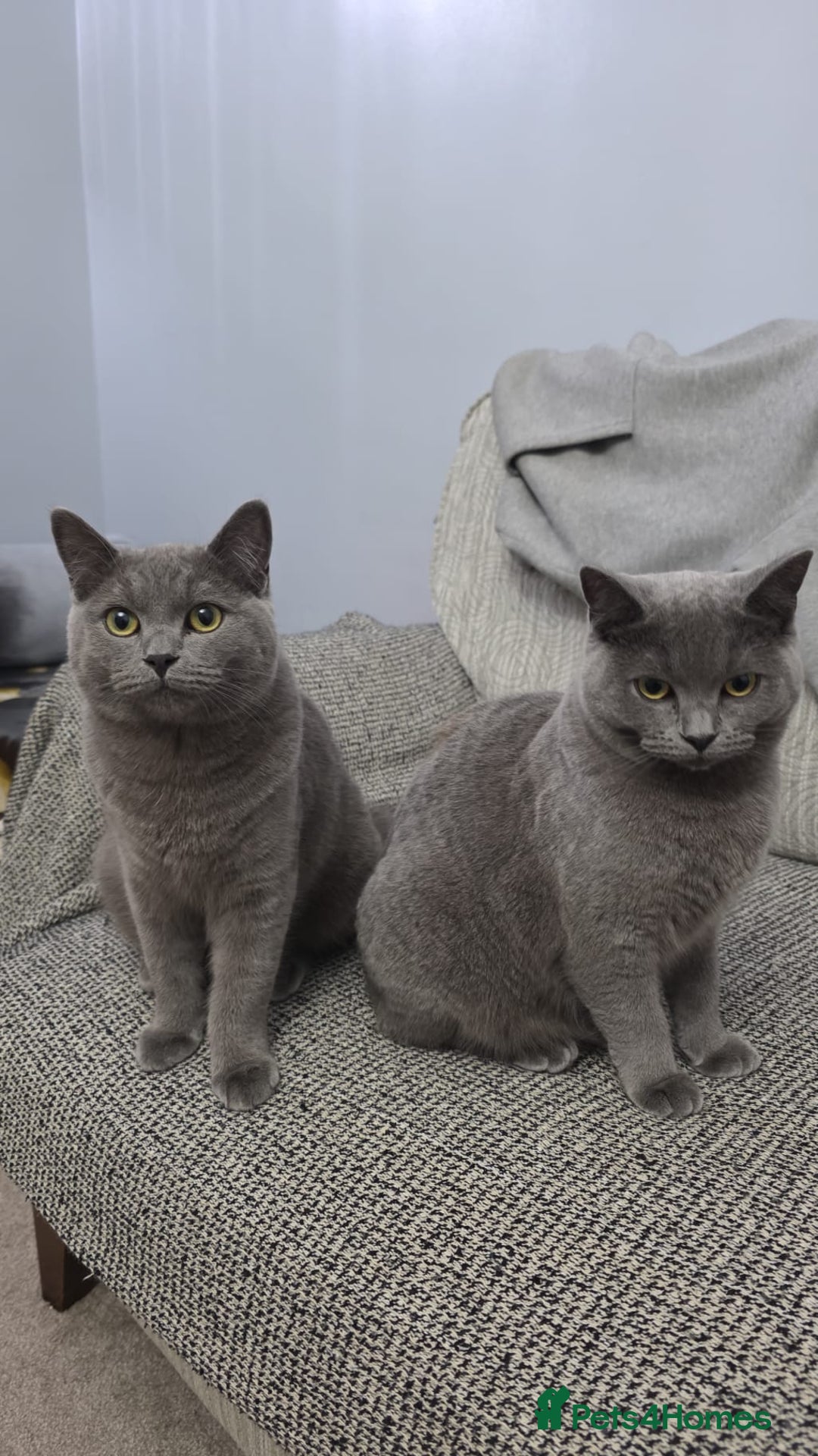 British Shorthair cats for sale: British short hair  - Advert 1