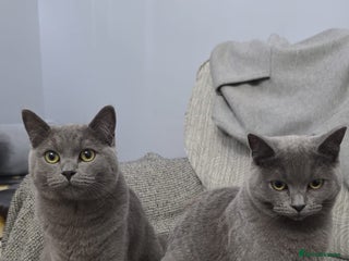 British Shorthair cats British short hair - Advert 3