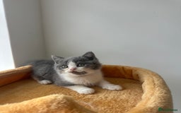 British Shorthair cats for sale: 🐻 Beautiful Teddy Bear BSH and BLH 🐻 - Image 7