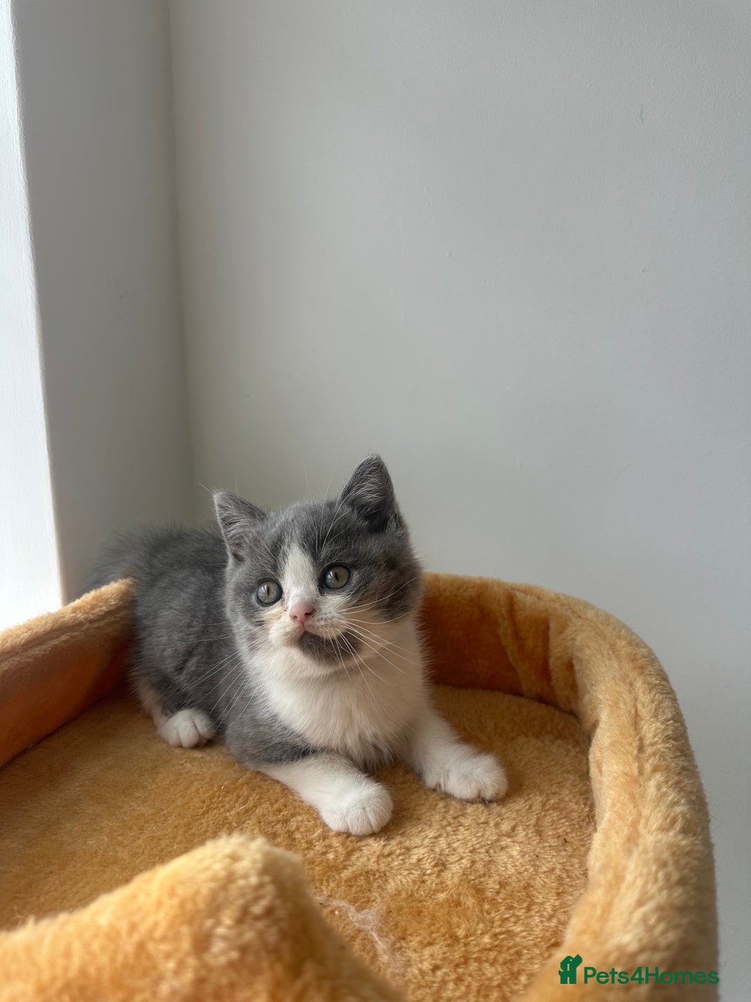 British Shorthair cats for sale: 🐻 Beautiful Teddy Bear BSH and BLH 🐻 - Image 7