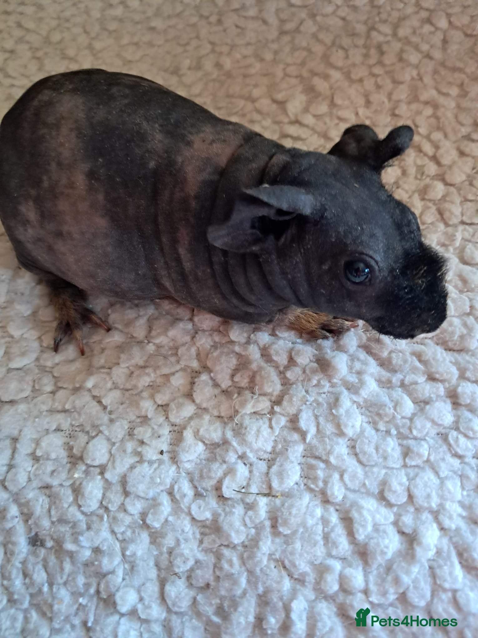 Guinea Pig rodents BEAUTIFUL SKINNY PIGS - Advert 5