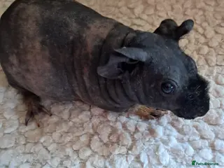 Guinea Pig rodents BEAUTIFUL SKINNY PIGS - Advert 5