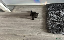 British Shorthair cats for sale: Gccf pedigree black little boy  - Image 21