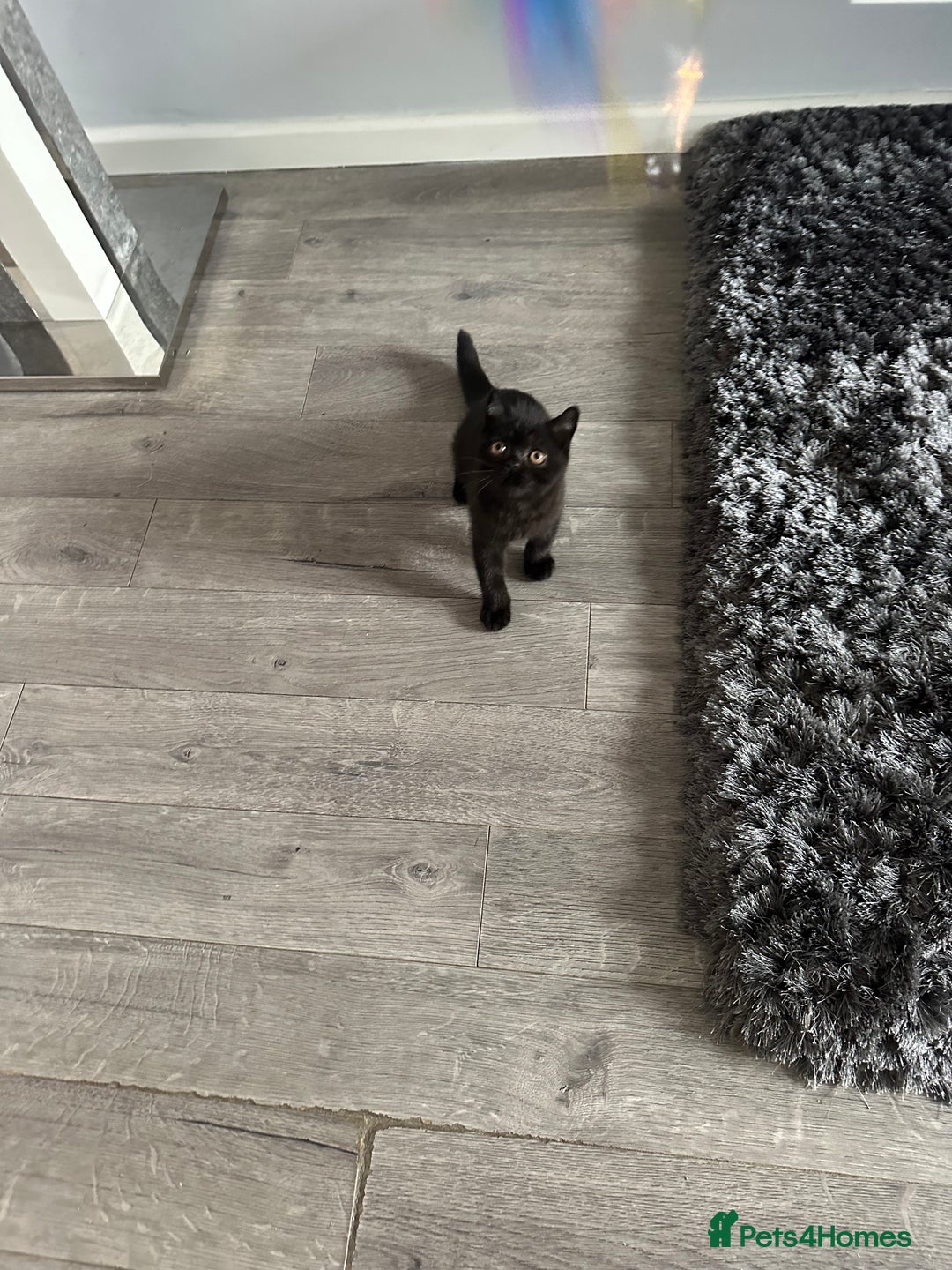 British Shorthair cats for sale: Gccf pedigree black little boy  - Image 21
