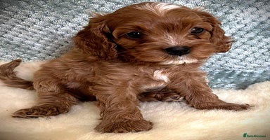 Cavapoo dogs - Advert 2