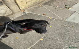 Mixed Breed dogs for sale: Pluto - Image 4