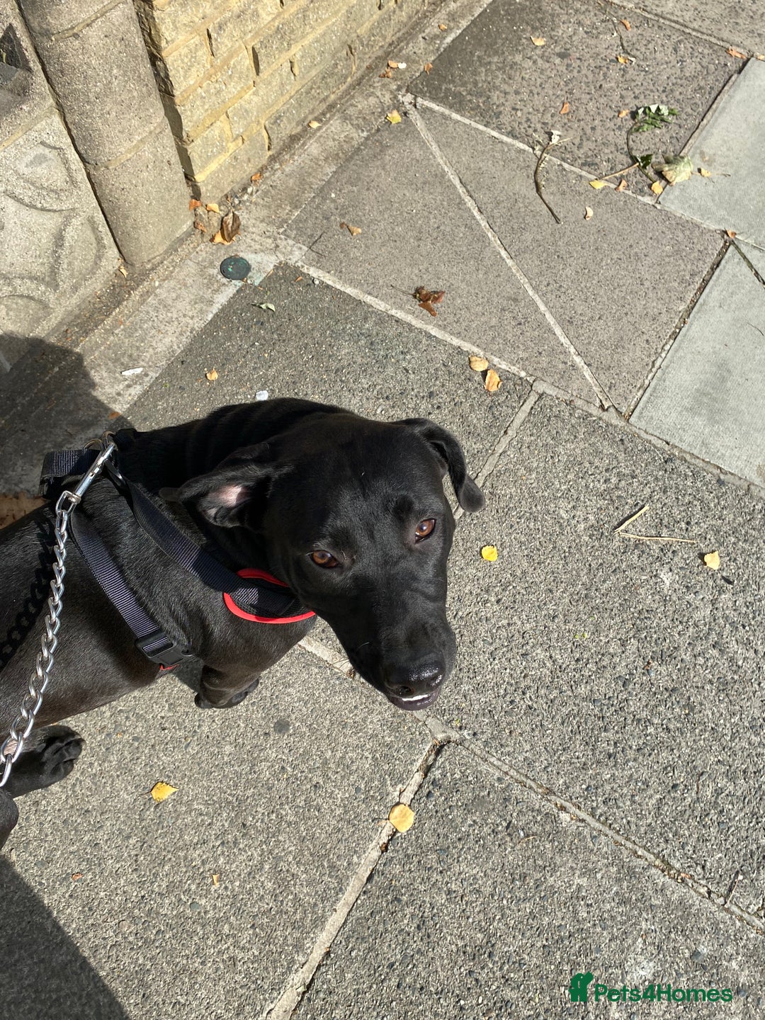Mixed Breed dogs for sale: Pluto - Image 4