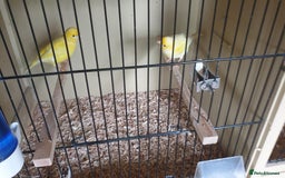 Canaries birds for sale: 2025 Canaries For Sale - Image 4