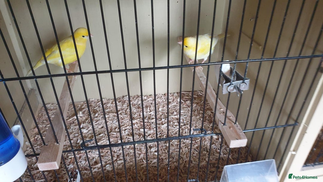 Canaries birds for sale: 2025 Canaries For Sale - Image 4