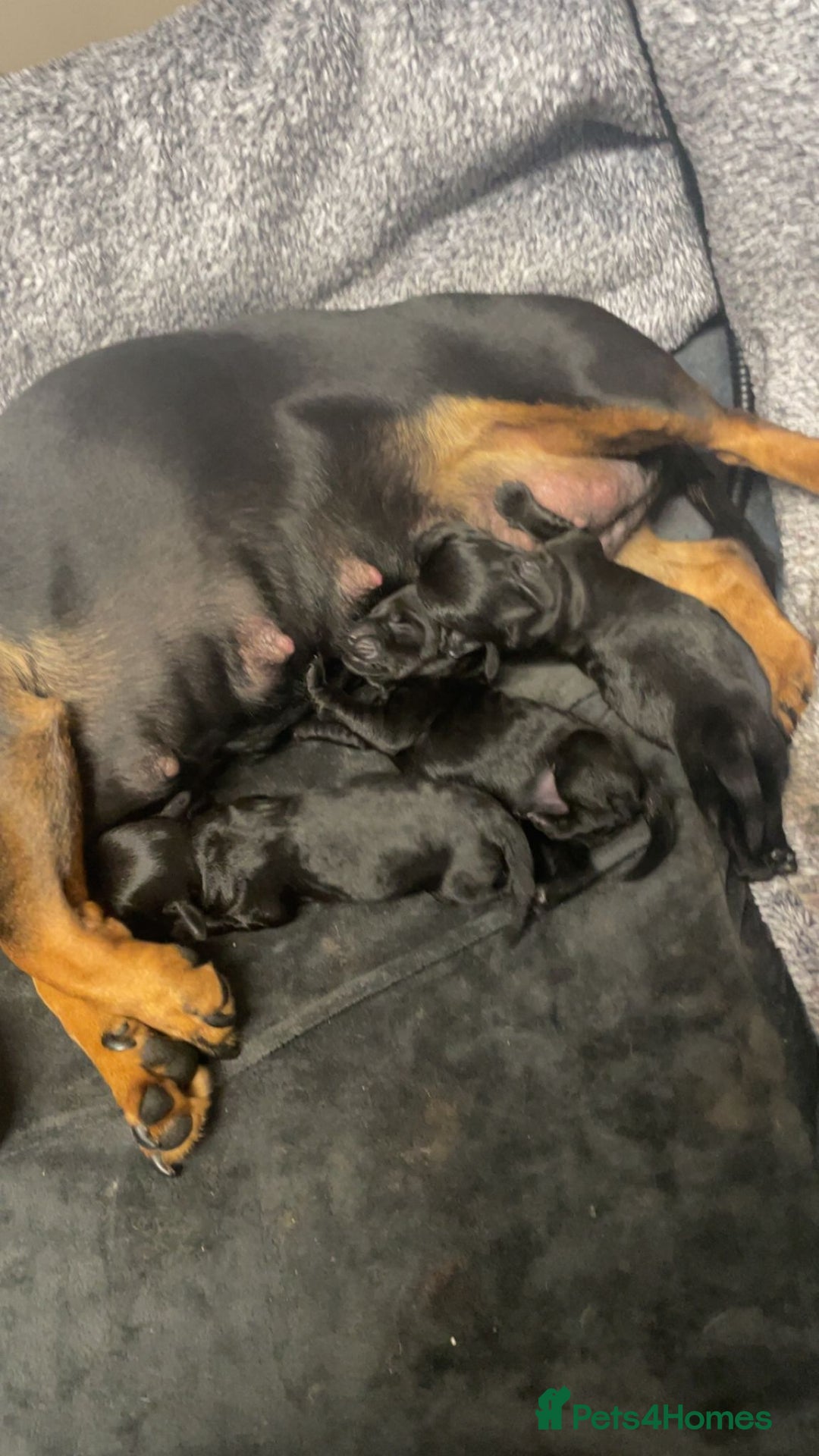 Doxiepoo dogs for sale: Gorgeous Doxipoo puppies  - Image 2
