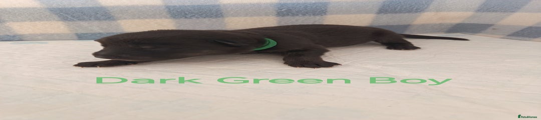 Dark Green Boy