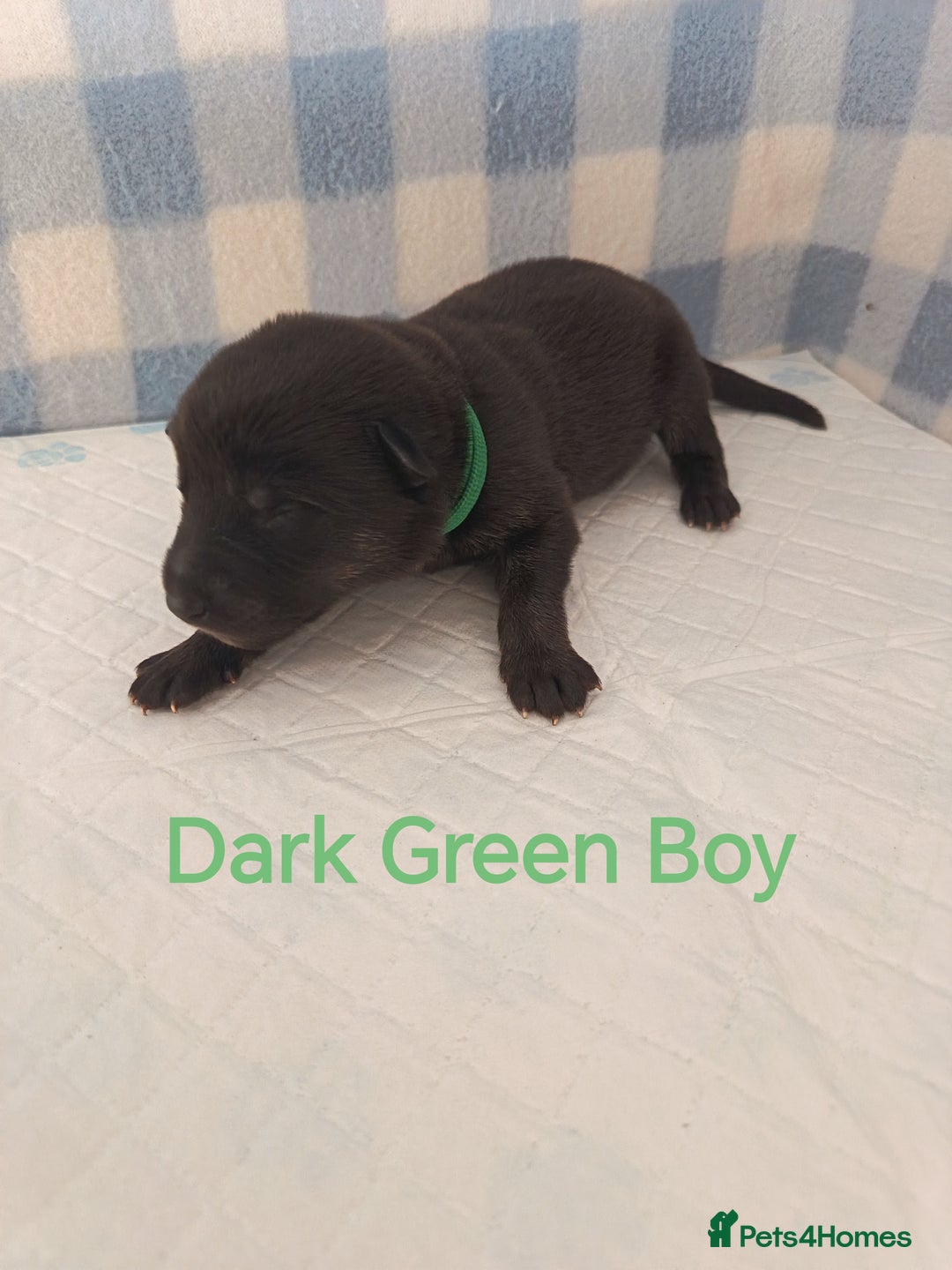 German Shepherd dogs for sale: German Shepherd Puppies - Image 15