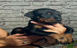 Dobermann dogs for sale: Dobermann puppies Champion bloodline, kc reg - Image 29