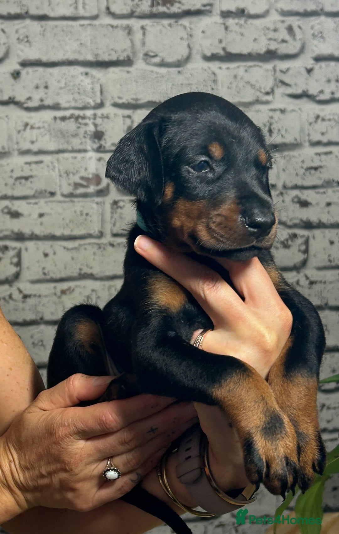 Dobermann dogs for sale: Dobermann puppies Champion bloodline, kc reg - Image 29
