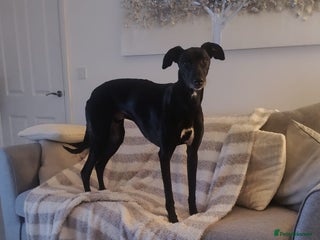 Mixed Breed dogs Saluki bull greyhound - Advert 1