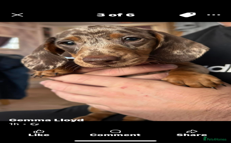 Miniature Dachshund dogs - Advert 7