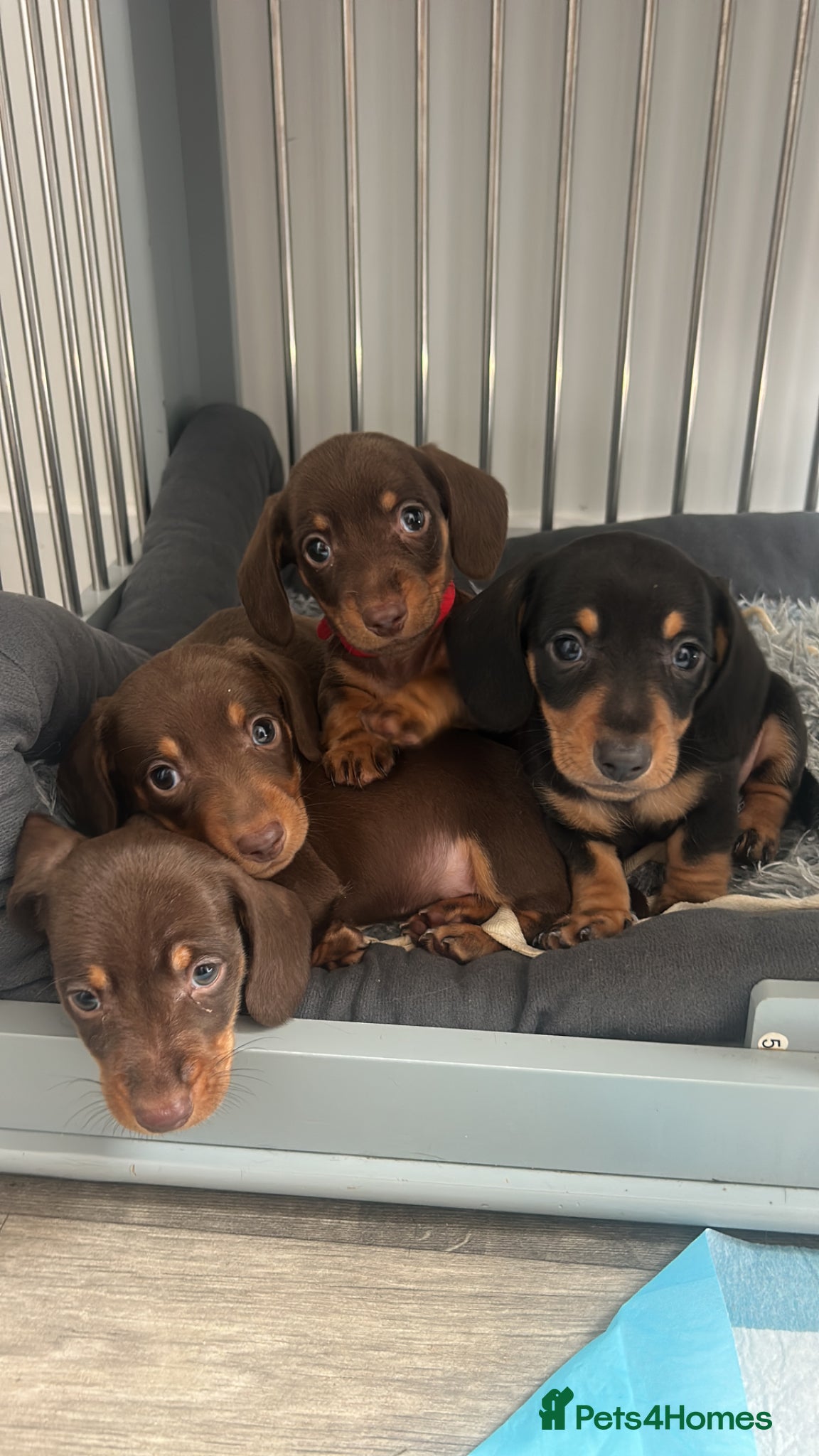 Miniature Dachshund dogs 4x male minature smooth haired  - Advert 18