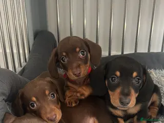 Miniature Dachshund dogs 4x male minature smooth haired - Advert 18