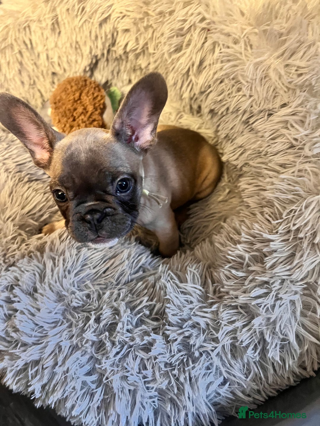 French Bulldog dogs for sale: Little girl looking for her own family 🏡❤️ - Advert 4
