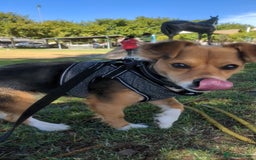 Mixed Breed dogs for sale: Ready for Adoption - Image 4