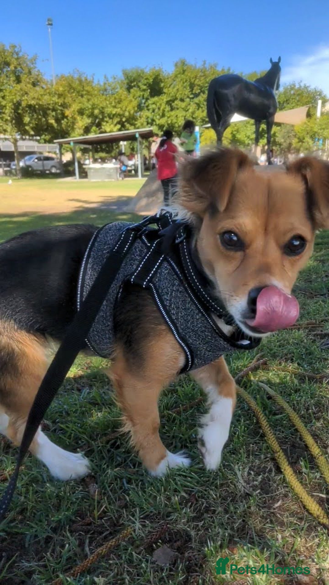 Mixed Breed dogs for sale: Ready for Adoption - Image 4