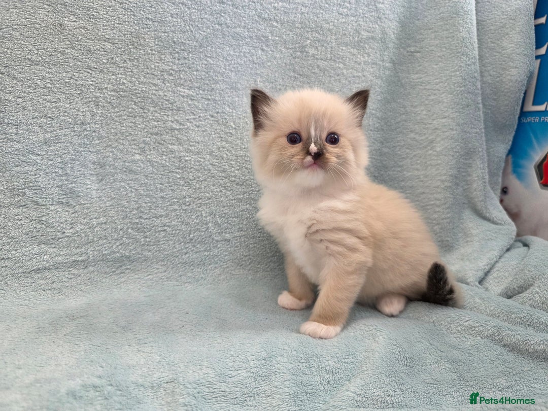 Ragdoll cats for sale: GCCF REGISTERED RAGDOLL KITTENS - Image 14