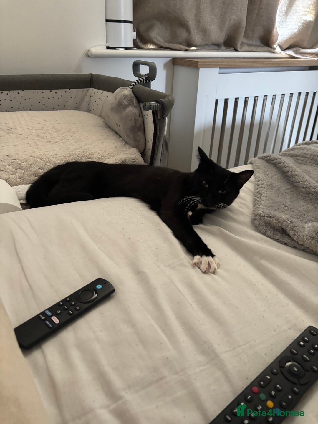 Mixed Breed cats for sale: Willow - Image 3