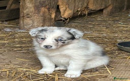 Border Collie dogs for sale: Border collie pups - Image 8