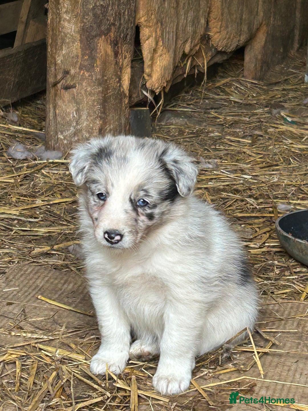 Border Collie dogs for sale: Border collie pups - Image 8