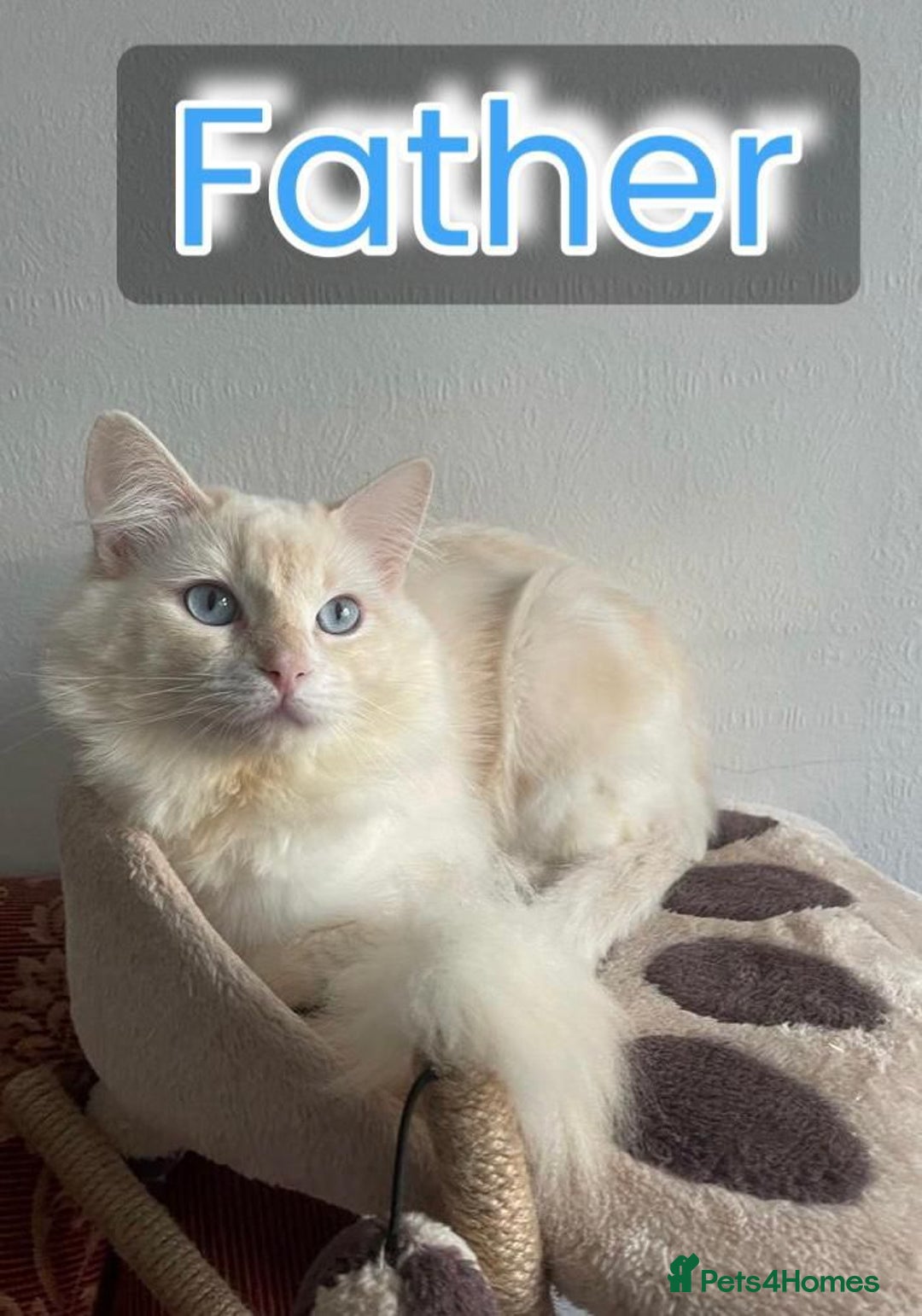 Ragdoll cats for sale: Last boy Stunning crazy playful pure Ragdoll - Image 8