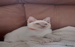 Siamese cats for sale: Beautiful litter of Simease - Image 12