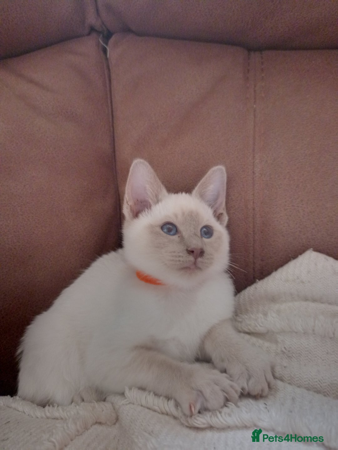 Siamese cats for sale: Beautiful litter of Simease - Image 12