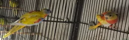 Parakeets birds for sale: FINCHES to parrots - Advert 6