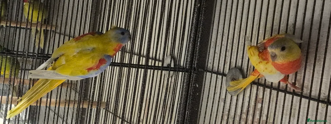 Parakeets birds for sale: FINCHES to parrots - Advert 6