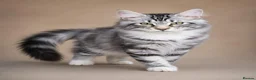 Maine Coon cats for sale: Stunning Maine Coon kittens ready for a new home. - Advert 5